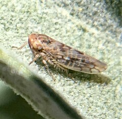 Neoaliturus tenellus