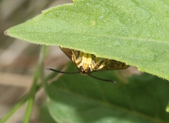 Synanthedon bibionipennis