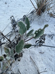 Abronia angustifolia