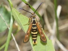 Synanthedon bibionipennis