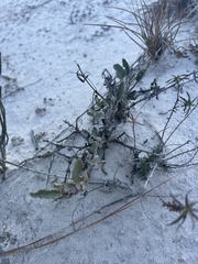 Abronia angustifolia