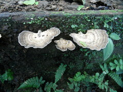 Trametes menziesii