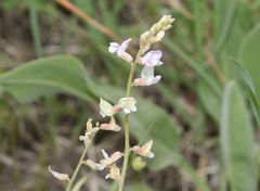 Astragalus flexuosus