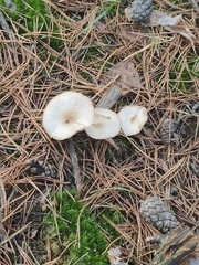 Clitocybe fragrans