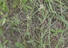 Astragalus flexuosus