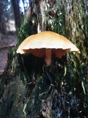 Gymnopilus penetrans
