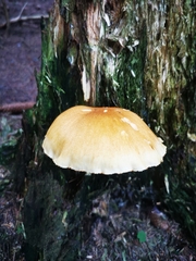 Gymnopilus penetrans