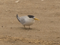 Sternula superciliaris