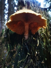 Gymnopilus penetrans