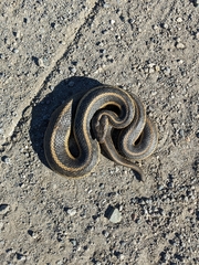 Thamnophis gigas