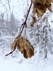 Acer glabrum douglasii