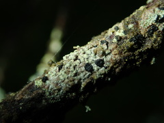 Tremella lichenicola