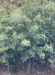 Quercus robur