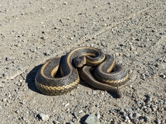 Thamnophis gigas