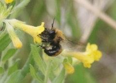 Anthophora bomboides