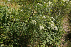 Chaerophyllum