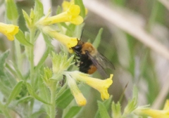 Anthophora bomboides