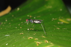 Taeniapterinae
