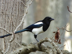 Pica pica