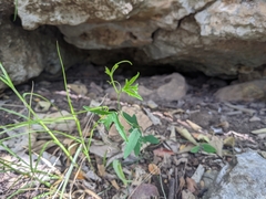 Passiflora tenuiloba