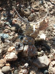 Tephrocactus articulatus
