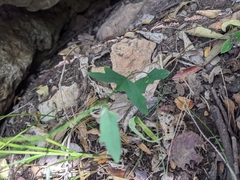 Passiflora tenuiloba