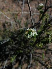 Acantholippia seriphioides