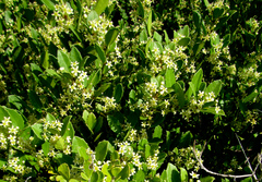 Maytenus procumbens