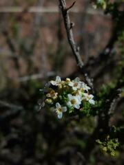 Acantholippia seriphioides
