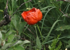 Papaver orientale