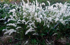 Melica racemosa