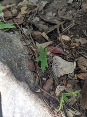 Passiflora tenuiloba