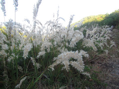Melica racemosa