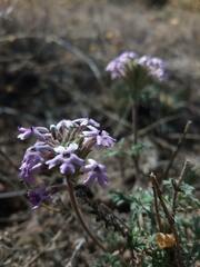 Glandularia mendocina