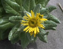 Senecio pseudoarnica