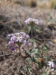Glandularia mendocina