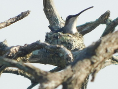Heliomaster furcifer