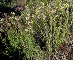 Nidorella pinnatifida