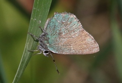 Callophrys affinis