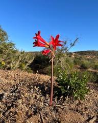 Zephyranthes phycelloides