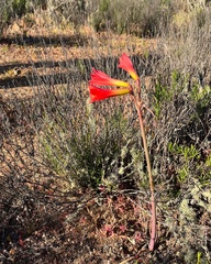 Zephyranthes phycelloides