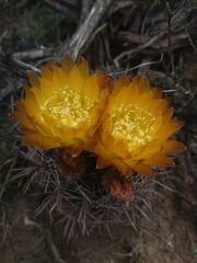 Eriosyce strausiana