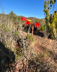 Zephyranthes phycelloides