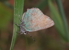 Callophrys affinis