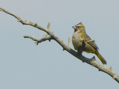 Gubernatrix cristata