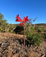 Zephyranthes phycelloides