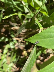 Latonigena