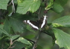 Limenitis weidemeyerii