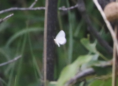 Lomographa vestaliata