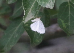 Lomographa vestaliata